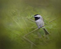 Spring Chickadee Fine Art Print