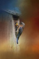 Baby Bluebird Breakfast Fine Art Print
