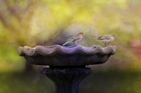 Finches On The Bird Bath Fine Art Print