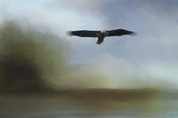 Juvenile Eagle At The Lake Fine Art Print