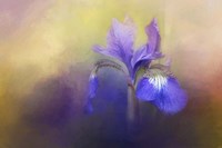 Tiny Iris Fine Art Print