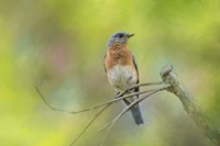 Bluebird On A Spring Day Fine Art Print