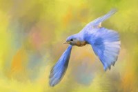 Bluebird Spring Flight Fine Art Print