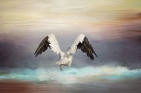 Early Morning Swim Fine Art Print