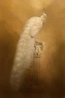 Elegance In Gold Fine Art Print