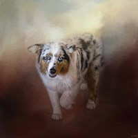 Ball Of Energy Australian Shepherd Fine Art Print