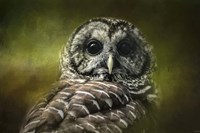 Barred Owl In The Grove Fine Art Print