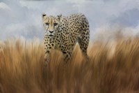 Cheetah In The Field Fine Art Print