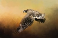 First Flight Fine Art Print