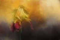 Iris In Miss Junes Garden Fine Art Print
