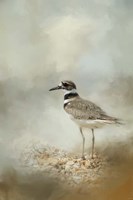 Killdeer On The Rocks Fine Art Print