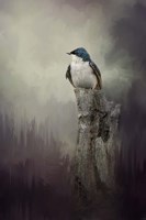 Resting Tree Swallow Fine Art Print