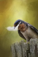 A Feather For Her Nest Fine Art Print