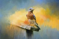 Bluebird Mealtime Fine Art Print