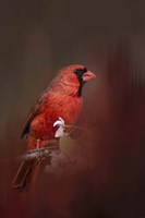 Cardinal In Antique Red Fine Art Print