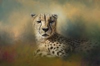 Cheetah Enjoying A Summer Day Framed Print