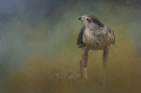 Evening Hawk Fine Art Print