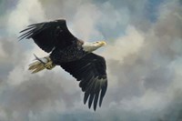 Fish In The Talons Fine Art Print