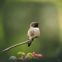 Hummingbird In The Garden Fine Art Print