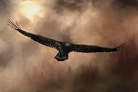 Juvenile Bald Eagle In The Sepia Sky Fine Art Print