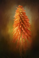 Orange Blast In The Garden Fine Art Print