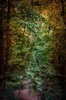 Shiloh Stream 1 Framed Print