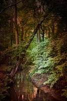 Shiloh Stream 2 Framed Print