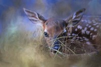 The First Fawn Fine Art Print