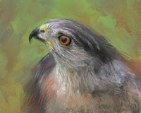 The Sharp Shinned Hawk Fine Art Print