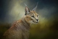 Tufted Ears Fine Art Print