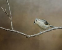 Visiting Tufted Titmouse Fine Art Print