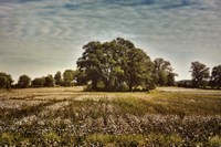 Trees In The Cotton Field Fine Art Print
