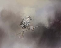 Just A Whisper of Feathers Fine Art Print