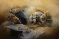 Lion Love 2 Fine Art Print