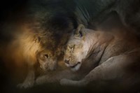 Lion Love Fine Art Print
