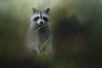 Little Bandit Fine Art Print