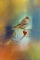 Many Colors Framed Print