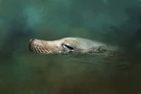The Sea Lion Emerges Fine Art Print