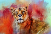 Colorful Expressions Lioness Fine Art Print