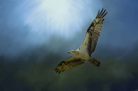 Osprey In The Evening Light Fine Art Print