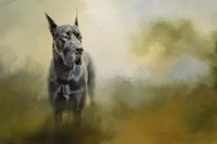Wistful Dane Fine Art Print