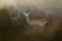 Bucks In August Fine Art Print