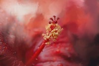 Glorious Bloom Fine Art Print