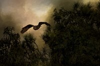 Night of The Owl 1 Fine Art Print
