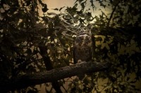 Night of The Owl 3 Fine Art Print