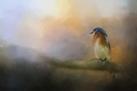 Bluebird In The Perfect Light Fine Art Print