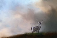 Buck On The Hill Fine Art Print