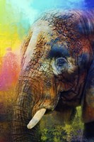 Colorful Expressions Elephant Fine Art Print
