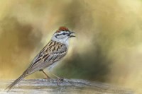 Final Summer Song Fine Art Print