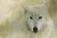 Portrait Of A Timber Wolf Fine Art Print